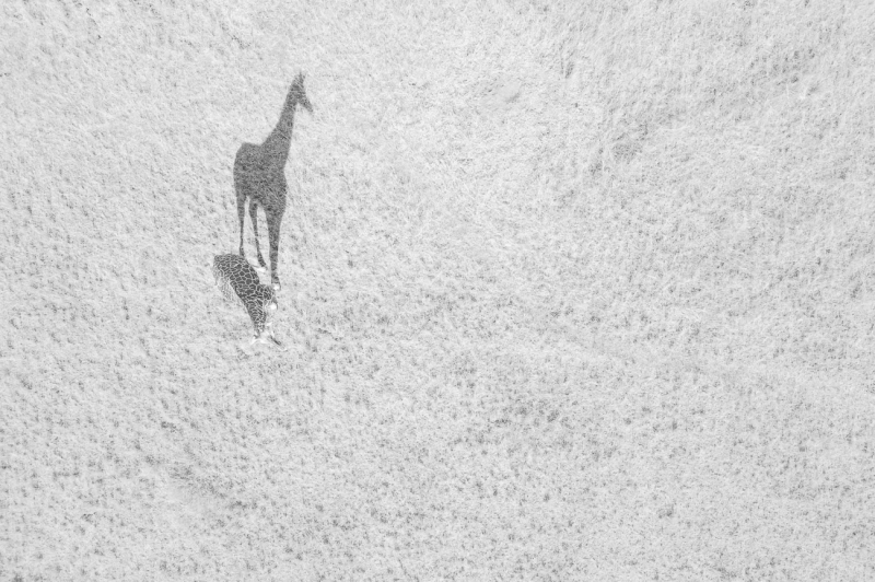 Illustration for article titled Las mejores fotos tomadas con drones del año son simplemente fascinantes